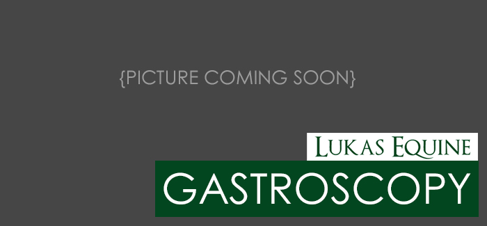 Lukas Equine Gastroscopy Services